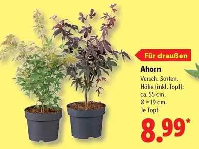 Ahorn