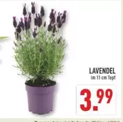 Lavendel
