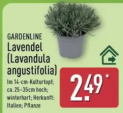 Lavendel (Lavandula angustifolia)