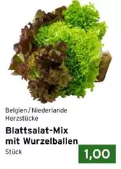 Blattsalat-Mix mit Wurzelballen