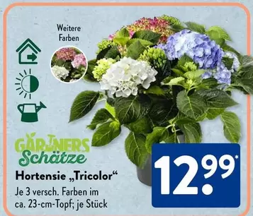 Hortensie "Tricolor"