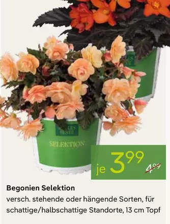 Begonien Selektion