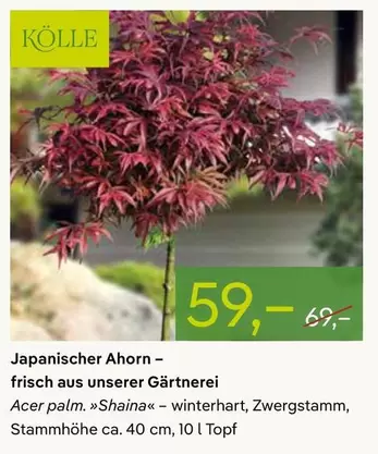Acer - Japanischer Ahorn