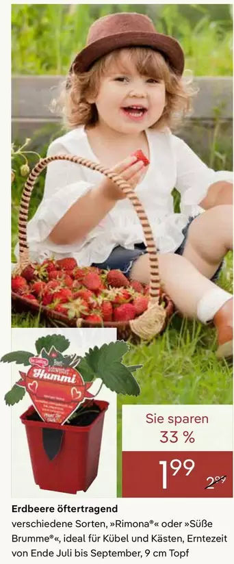 Ideal - Erdbeere öftertragend