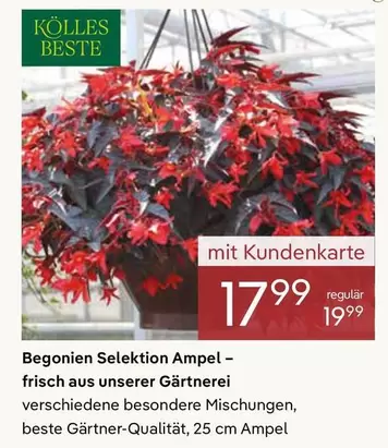 Begonien Selektion Ampel