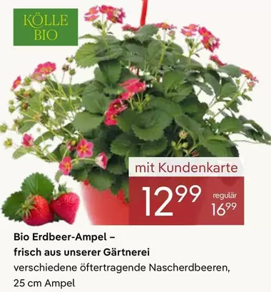 Bio -  Erdbeer-Ampel