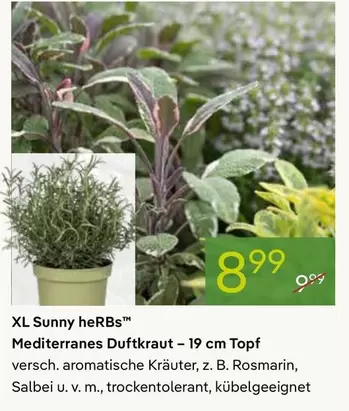 Sunny - Mediterranes Duftkraut