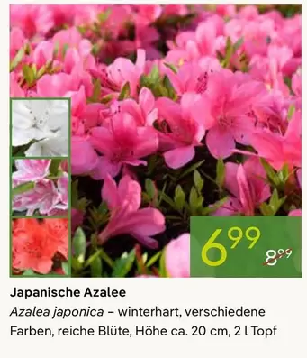 Azalea - Japanische Azalee