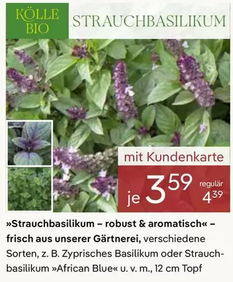 Bio - Strauchbasilikum