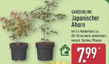 Japanischer Ahorn