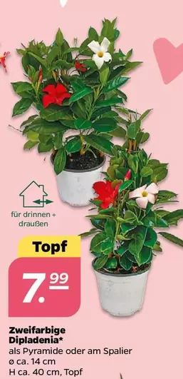 Zweifarbige Dipladenia