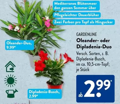Oleander- oder Dipladenia-Duo