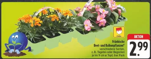 Beet- und Balkonpflanzen