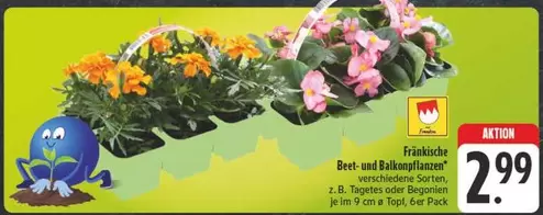 Beet- und Balkonpflanzen