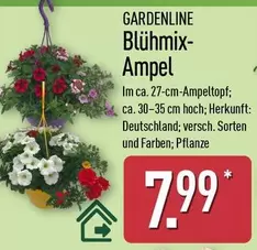 Blühmix Ampel