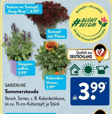Blume - GARDENLINE Sommerstaude