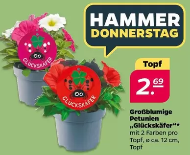 Großblumige Petunien "Glückskäfer"