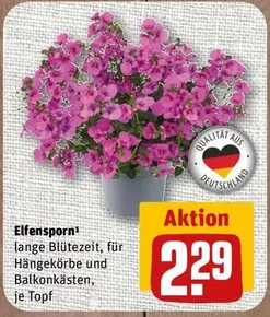 Elfensporn
