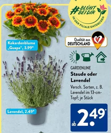 GARDENLINE Stauden oder Lavendel