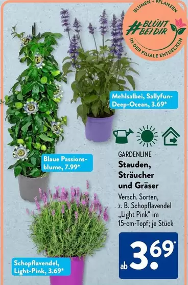Blume - GARDENLINE Stauden, Sträucher und Gräser