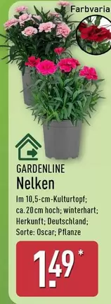 Nelken