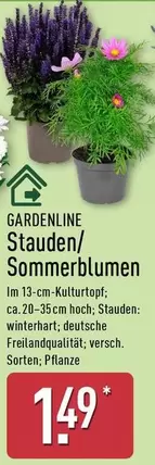 Stauden/Sommerblumen