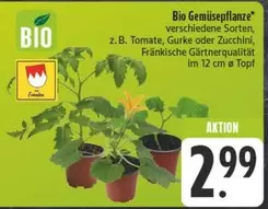 Bio - Gemüsepflanze