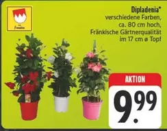 Dipladenia