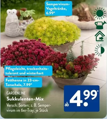 Sukkulenten-Mix