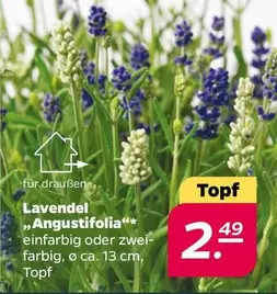 Lavendel Angusticifolia