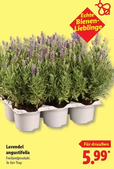 Lavendel angustifolia