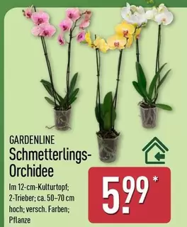 Schmetterlings-Orchidee