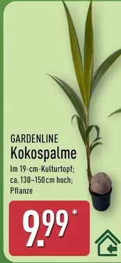 Kokospalme