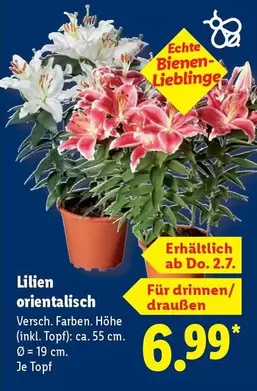 Lilien orientalisch