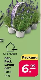 6er-Pack Lavendel