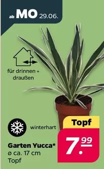 Garten Yucca Topf