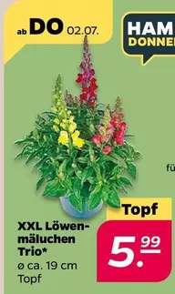 XXL Löwen-mäulchen Trio