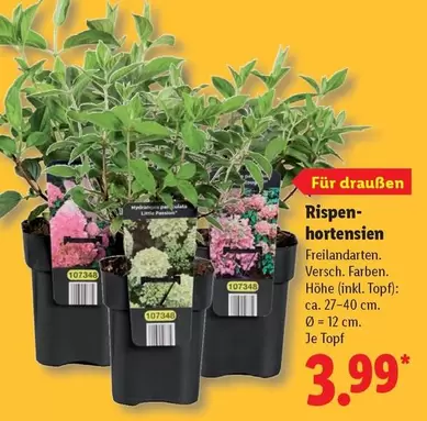 Rispenhortensien
