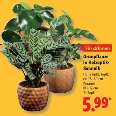 Keramik - Grünpflanze in Holztoptik-