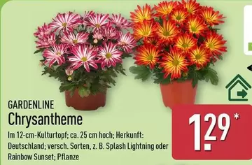 Sunset - Chrysantheme