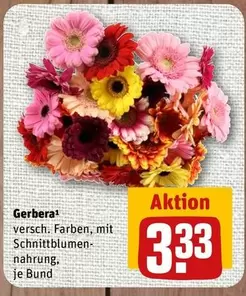 Gerbera