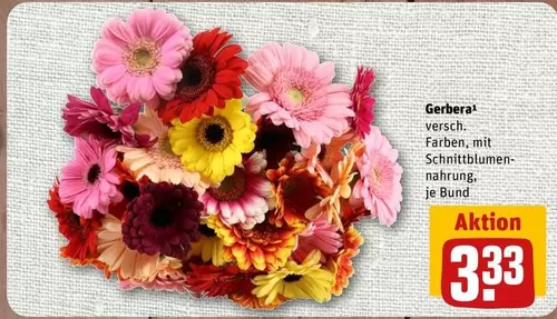 Gerbera