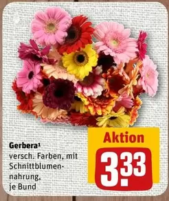 Gerbera