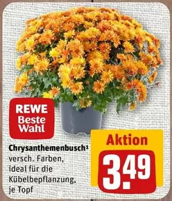 Wahl - Chrysanthemenbusch