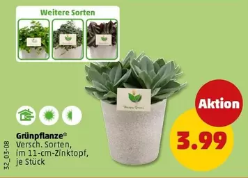 Grünpflanze
