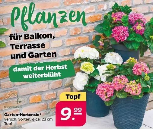 Garten-Hortensie