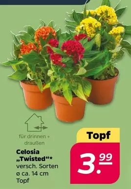 Celosia "Twisted"