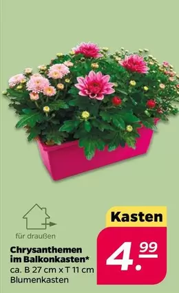 Chrysanthemen im Balkonkasten