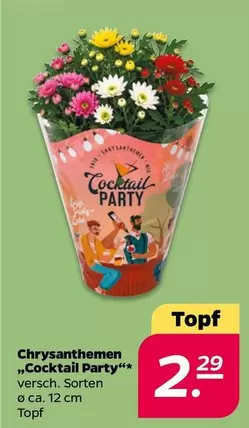 Chrysanthemen "Cocktail Party"