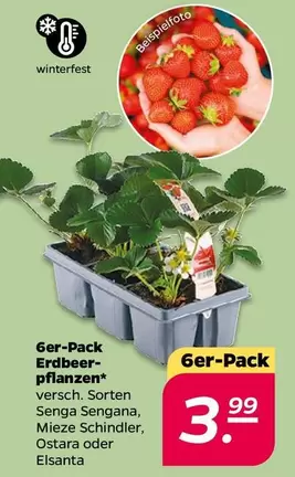 6er-Pack Erdbeerpflanzen